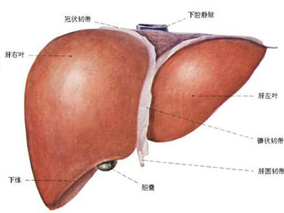 這兩種蔬菜能幫我們把肝臟清洗的很干凈-易網(wǎng)健康<a href=http://www.jsjjzhkt.cn/jkys/ target=_blank class=infotextkey>養(yǎng)生</a>網(wǎng) 這兩種蔬菜能幫我們把肝臟清洗的很干凈