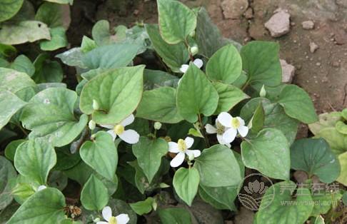 魚腥草減肥小妙招 魚腥草泡水可快速減肥-易網健康<a href=http://www.jsjjzhkt.cn/jkys/ target=_blank class=infotextkey>養生</a>網 魚腥草減肥小妙招 魚腥草泡水可快速減肥