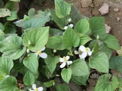 魚腥草減肥小妙招 魚腥草泡水可快速減肥