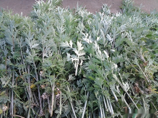 長時間聞艾草的味道對身體健康有害嗎-易網(wǎng)健康<a href=http://www.jsjjzhkt.cn/jkys/ target=_blank class=infotextkey>養(yǎng)生</a>網(wǎng) 長時間聞艾草的味道對身體健康有害嗎