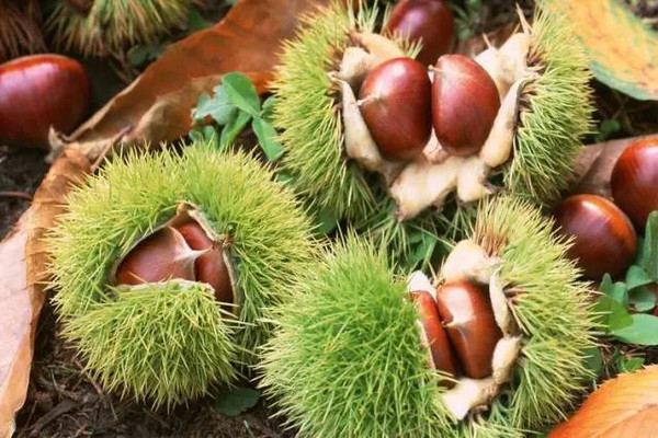 秋季到了吃板栗雖然好處多但要注意這四點-易網<a href=http://www.jsjjzhkt.cn/ target=_blank class=infotextkey>健康養生</a>網 秋季到了吃板栗雖然好處多但要注意這四點