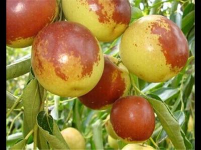 冬棗不可以和哪些常見食物一起食用