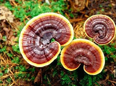 靈芝的功效與作用新鮮的靈芝應該怎么吃-易網健康<a href=http://www.jsjjzhkt.cn/jkys/ target=_blank class=infotextkey>養(yǎng)生</a>網 靈芝的功效與作用新鮮的靈芝應該怎么吃