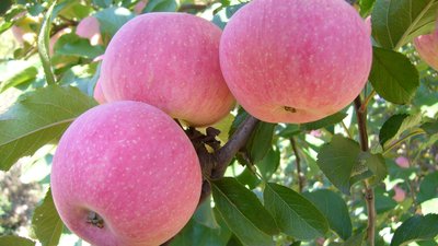 多吃蘋果能不能起到排結石的效果-易網<a href=http://www.jsjjzhkt.cn/ target=_blank class=infotextkey>健康養生</a>網 多吃蘋果能不能起到排結石的效果