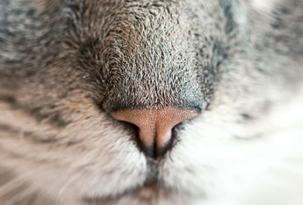 吃哪些食物能提高免疫力?-易網健康<a href=http://www.jsjjzhkt.cn/jkys/ target=_blank class=infotextkey>養生</a>網 吃哪些食物能提高免疫力?