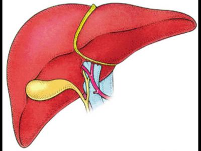 吃什么對(duì)肝臟排毒好保肝的藥物有哪些