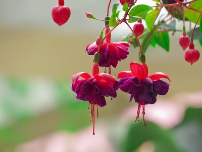 燈籠花草是什么燈籠花草的功效和作用-易網(wǎng)健康<a href=http://www.jsjjzhkt.cn/jkys/ target=_blank class=infotextkey>養(yǎng)生</a>網(wǎng) 燈籠花草是什么燈籠花草的功效和作用