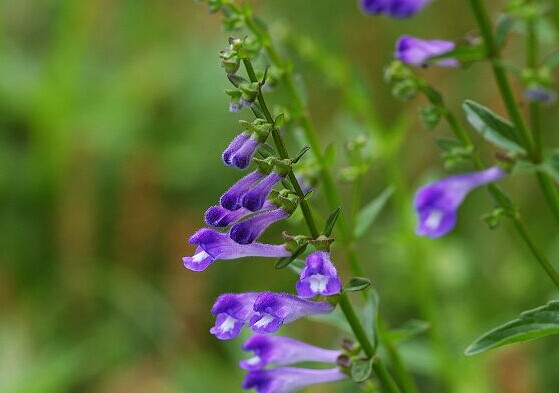 半枝蓮的功效服用半枝蓮傷肝臟嗎