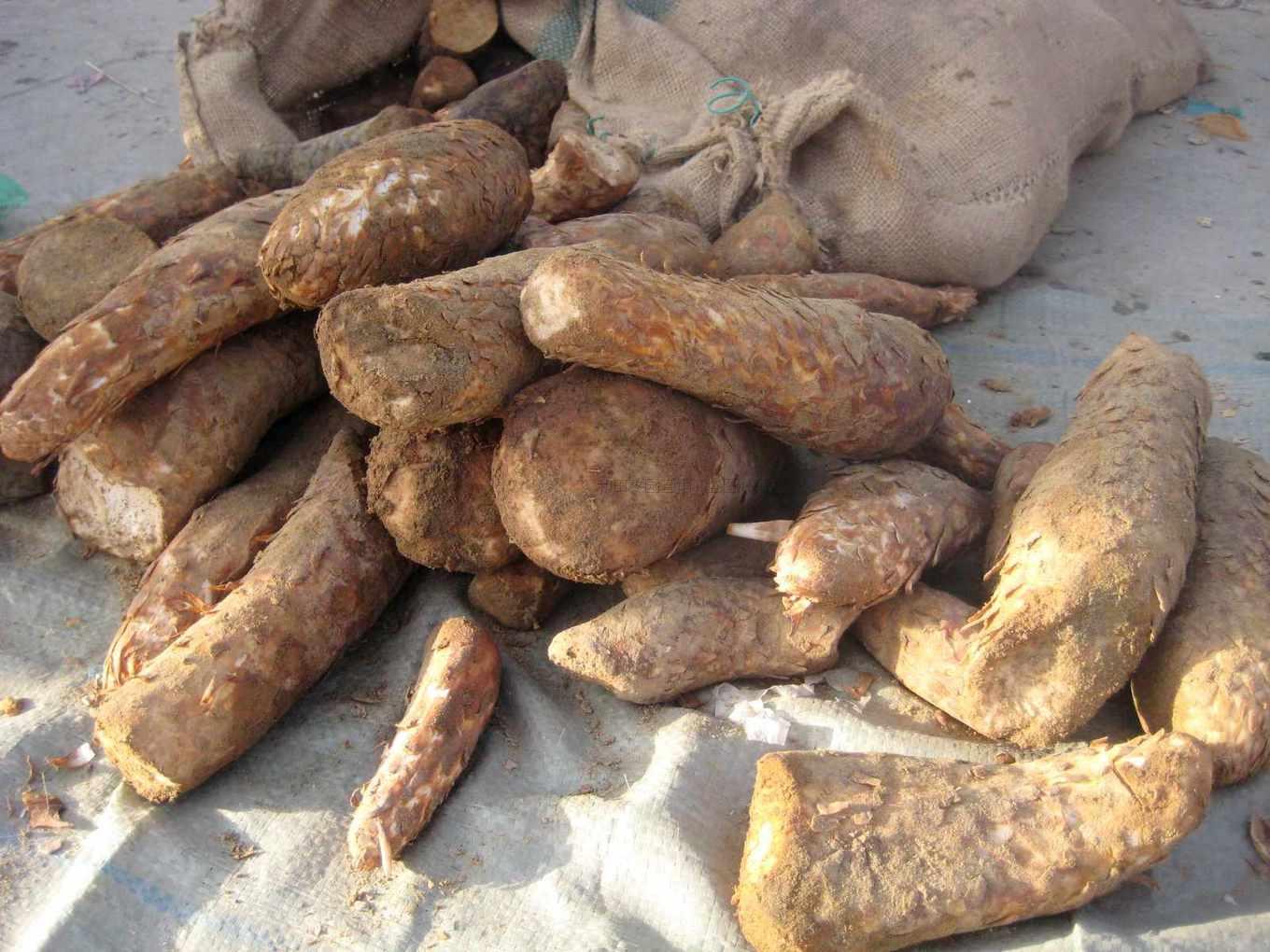 肉蓯蓉的功效與作用及它的食用方法-易網健康<a href=http://www.jsjjzhkt.cn/jkys/ target=_blank class=infotextkey>養生</a>網 肉蓯蓉的功效與作用及它的食用方法