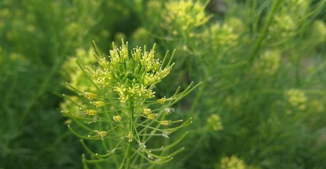 米米蒿的營養(yǎng)以及米米蒿的藥用價值