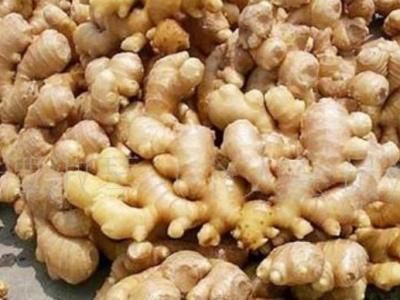 生姜的藥用價值有哪些呢