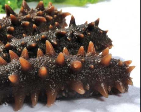 有風濕傷風的人群能不能吃海參-易網健康<a href=http://www.jsjjzhkt.cn/jkys/ target=_blank class=infotextkey>養生</a>網 有風濕傷風的人群能不能吃海參