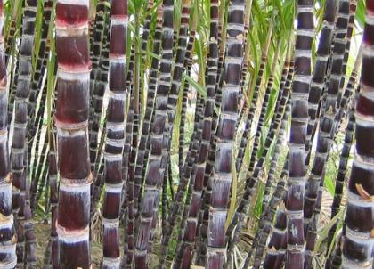 吃甘蔗中毒了身體有哪一些癥狀-易網健康<a href=http://www.jsjjzhkt.cn/jkys/ target=_blank class=infotextkey>養生</a>網 吃甘蔗中毒了身體有哪一些癥狀