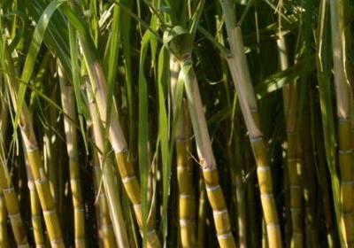 甘蔗中毒了如何進行催吐早期治療