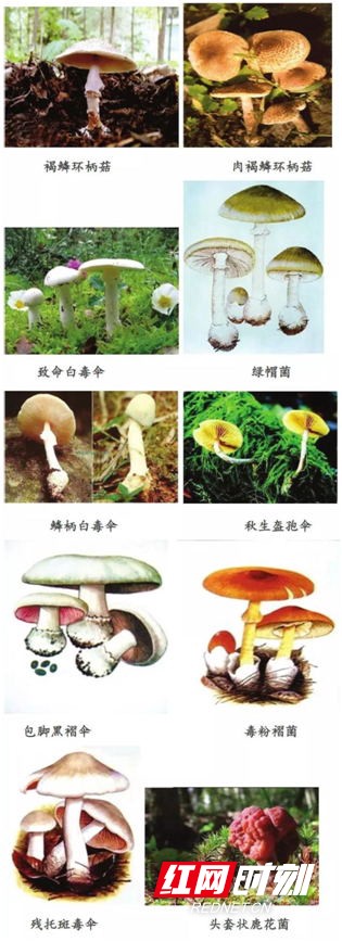 食菌季,中毒專家教您如何識別毒蘑菇-易網健康<a href=http://www.jsjjzhkt.cn/jkys/ target=_blank class=infotextkey>養生</a>網 食菌季,中毒專家教您如何識別毒蘑菇