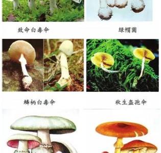 食菌季，中毒專家教您如何識別毒蘑菇
