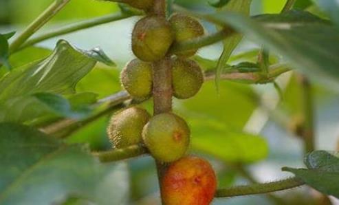 五指牛奶中藥哪些情況不能吃