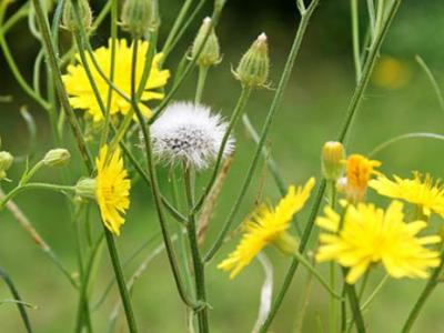 泡蒲公英花茶預防流感實際效果如何