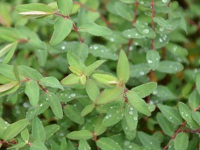 燙火鍋哪些身體情況不強烈推薦吃螞蟻菜