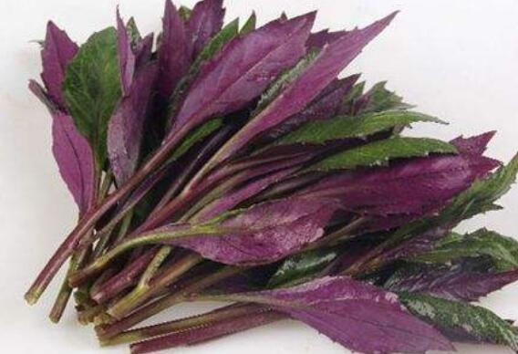 補血菜的作用與功效 吃補血菜的益處