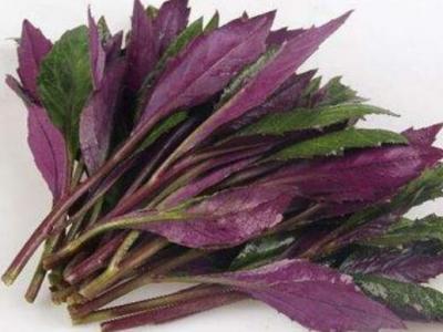 補血菜的作用與功效 吃補血菜的益處