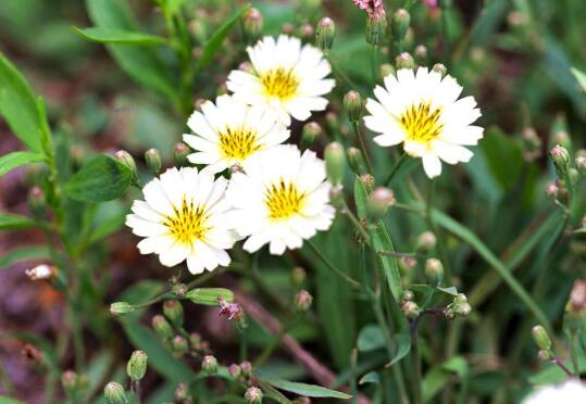 苦菜花泡水喝對身體益處與傷害