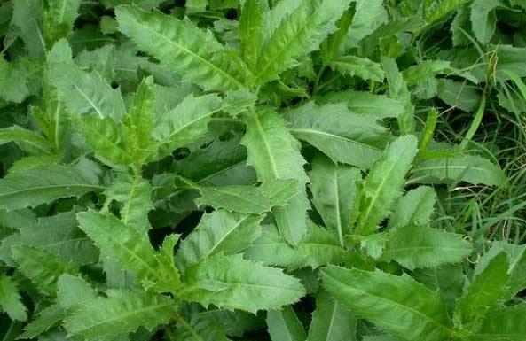 刺兒菜的作用與功效 刺兒菜怎么吃好