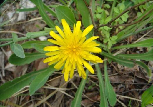 苦菜花的作用與功效 苦麻菜的不良反應