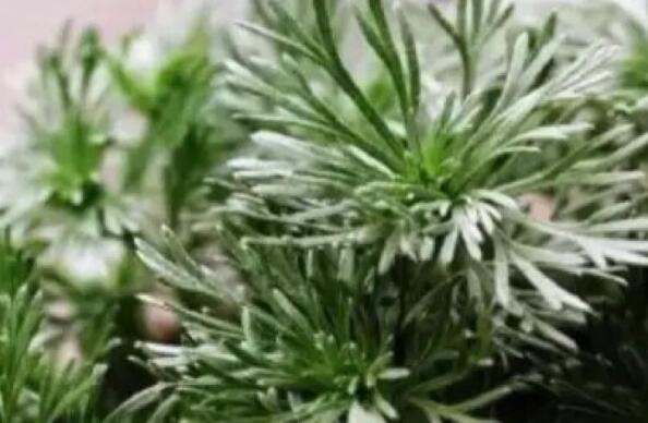 窮菜的作用與功效 窮菜的吃法