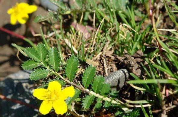 委陵菜的作用與功效 委陵菜的不良反應