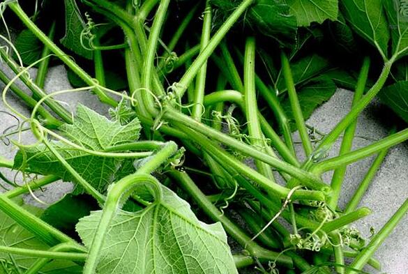 冬瓜須水的作用與功效