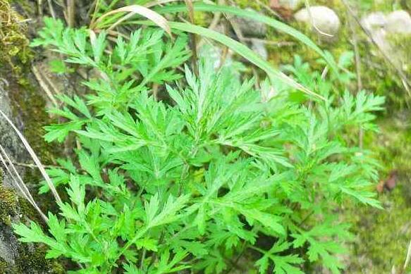 窮菜的作用與功效 窮菜的吃法