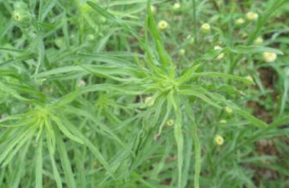 野塘蒿的作用與功效 野塘蒿的不良反應與禁忌