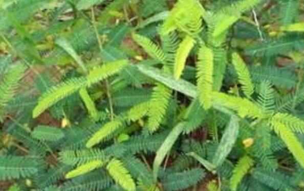 山扁豆的功效與作用