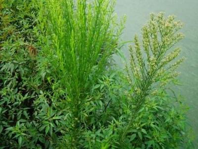 小蓬草怎樣吃 小蓬草的吃法