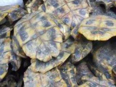 龜甲的作用與功效及食用方法