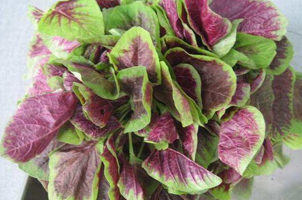 紅莧菜的作用與功效 紅莧菜哪些人不宜吃