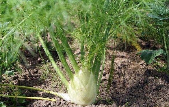 茴香根的作用與功效 茴香根的不良反應與禁忌