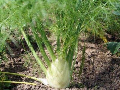 茴香根的作用與功效 茴香根的不良反應(yīng)與禁忌