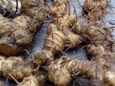 野山姜與野生姜的區(qū)別 吃天然的姜的好處