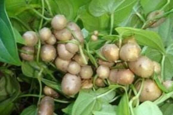 零余子的作用與功效