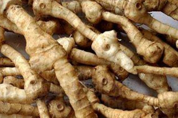 野紅楓樹姜的功效與作用