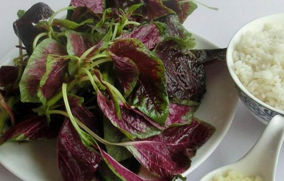 紅汗菜怎么煮 紅汗菜怎么做好吃