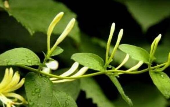 青刺尖的作用與功效