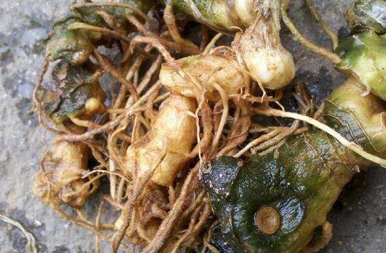 野山姜的作用與功效