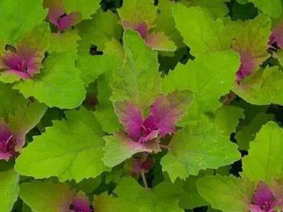 危害灰菜與灰菜的區別 灰菜中毒了該怎么辦