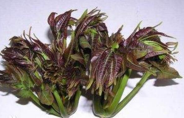 椿葉的作用與功效 椿葉是不是有害