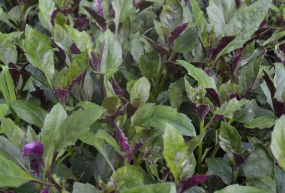 紅鳳菜的作用與功效 吃紅鳳菜的益處