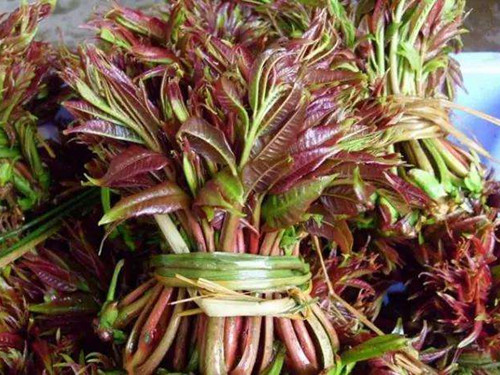 香椿怎么吃 香椿芽的吃法