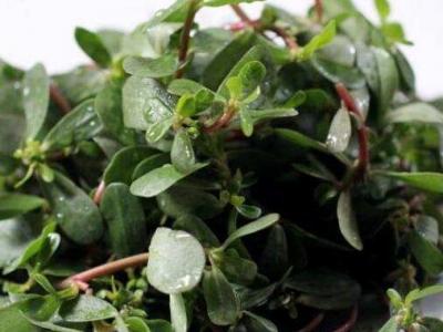 馬齒菜的作用與功效